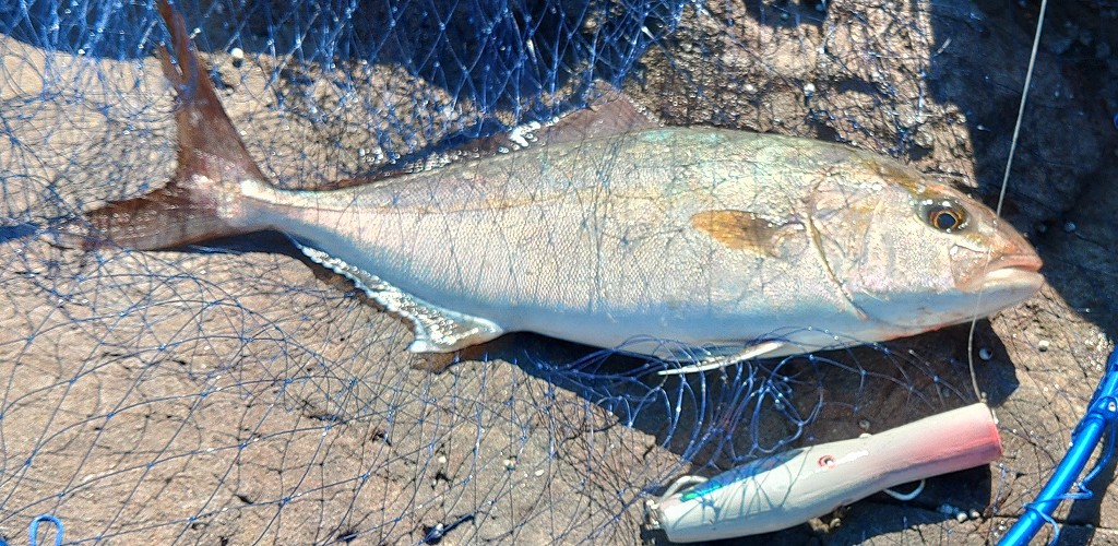 amberjack and white lures