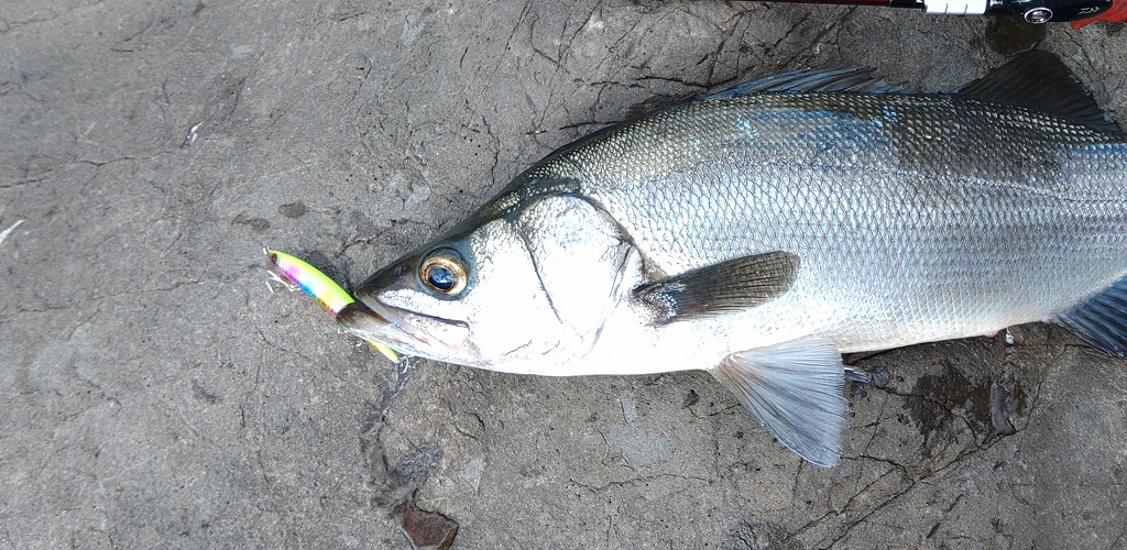 chart color lure and seabass