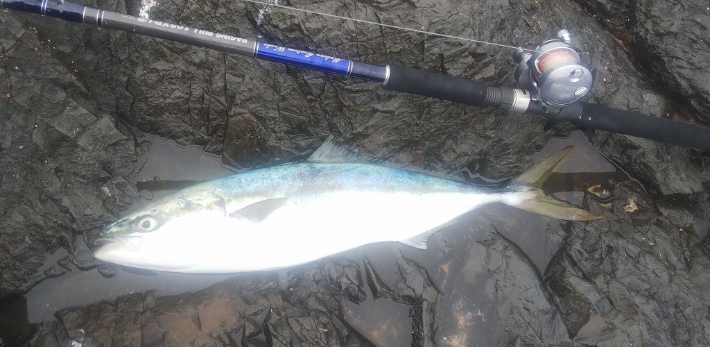 yellowtail on the shore